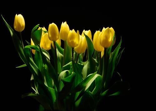желтые бутоны тюльпаны жёлтые тюльпаны