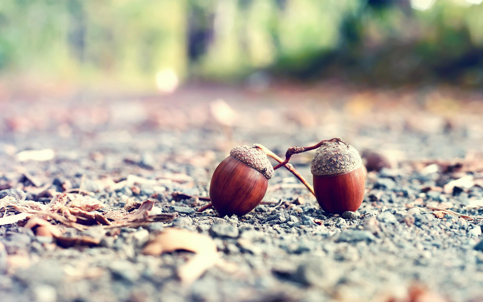 Wallpapers acorns earth forest on the desktop