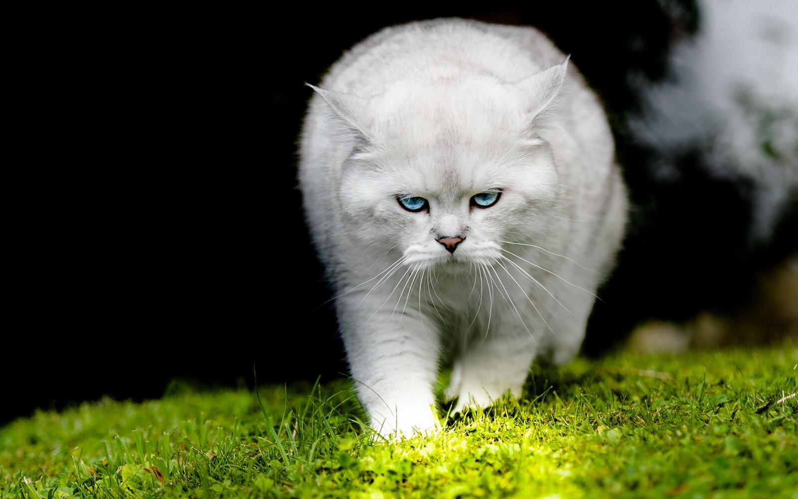 Wallpapers cat white look on the desktop