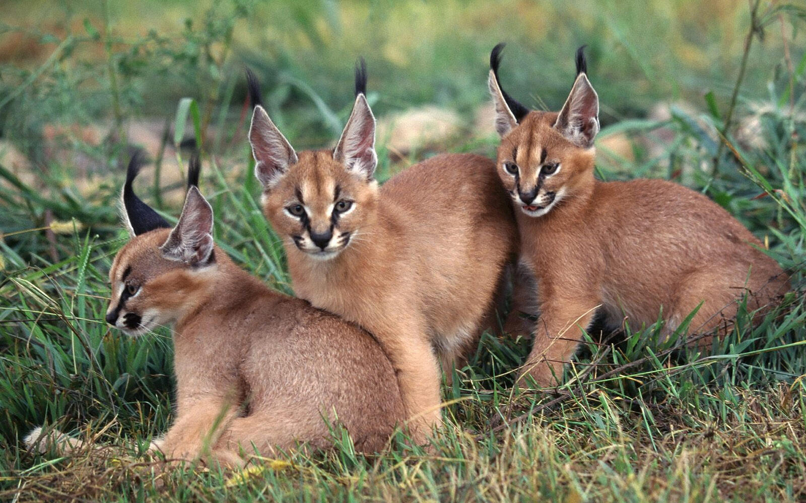 Wallpapers kittens caracals lynx on the desktop