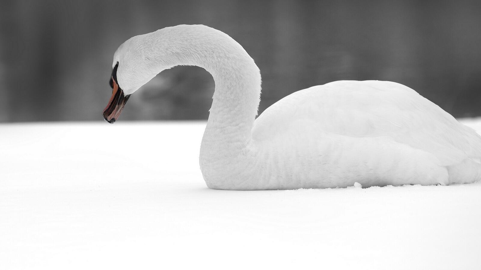 Wallpapers swan white feathers on the desktop