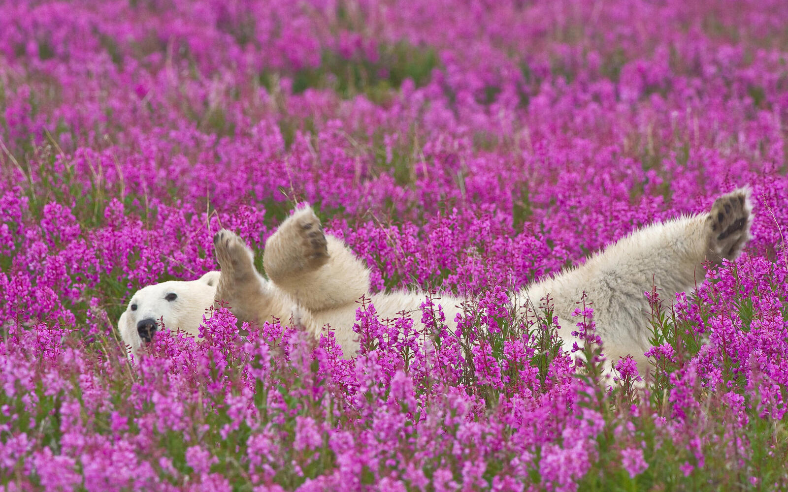 Wallpapers paws flowers bear on the desktop