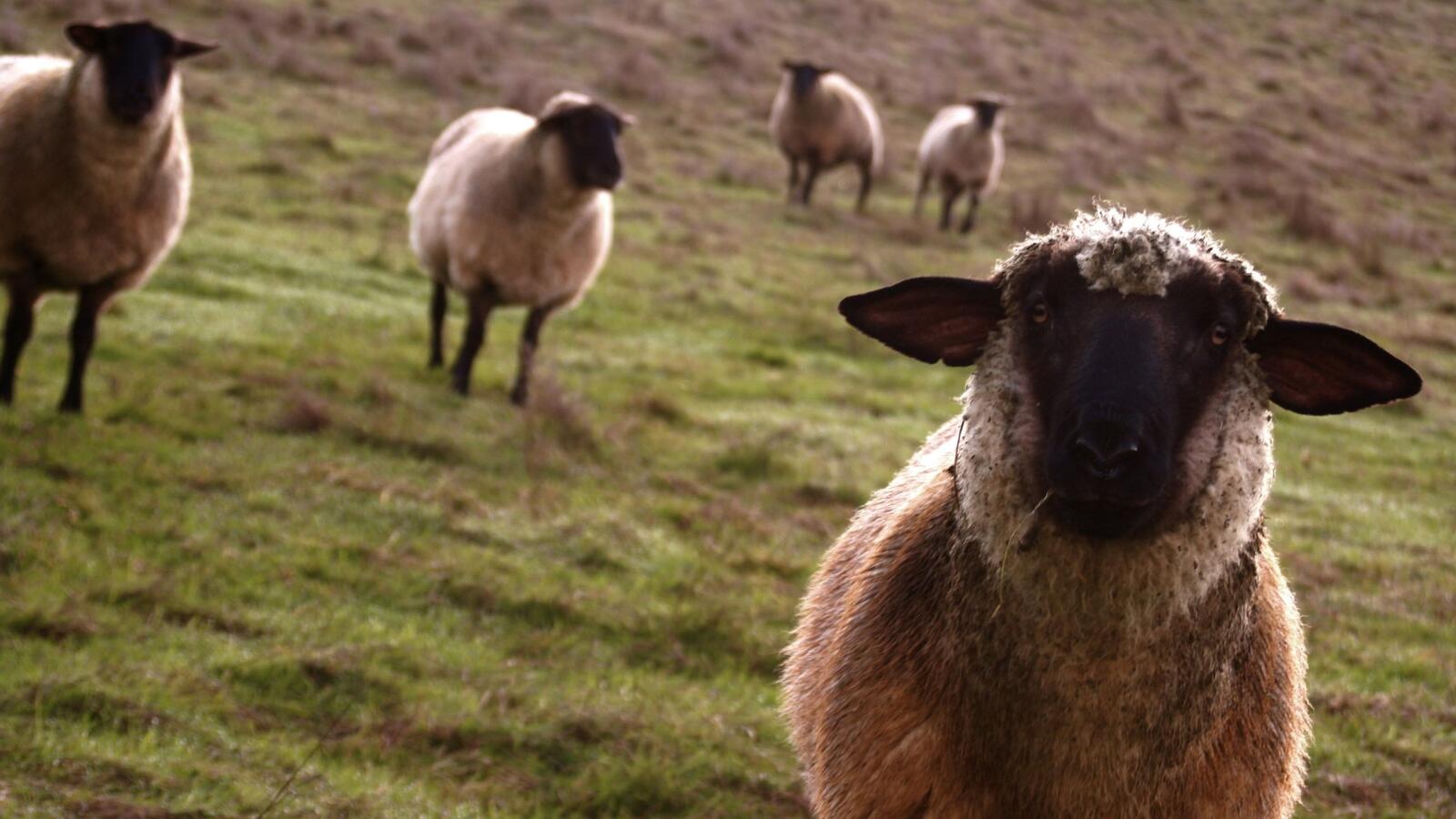 Обои овцы несколько трава на рабочий стол