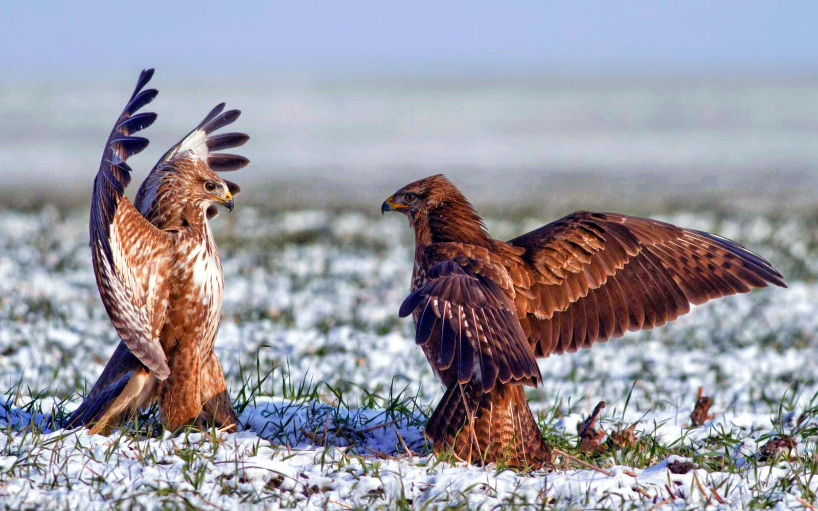 Wallpapers field snow eagles on the desktop