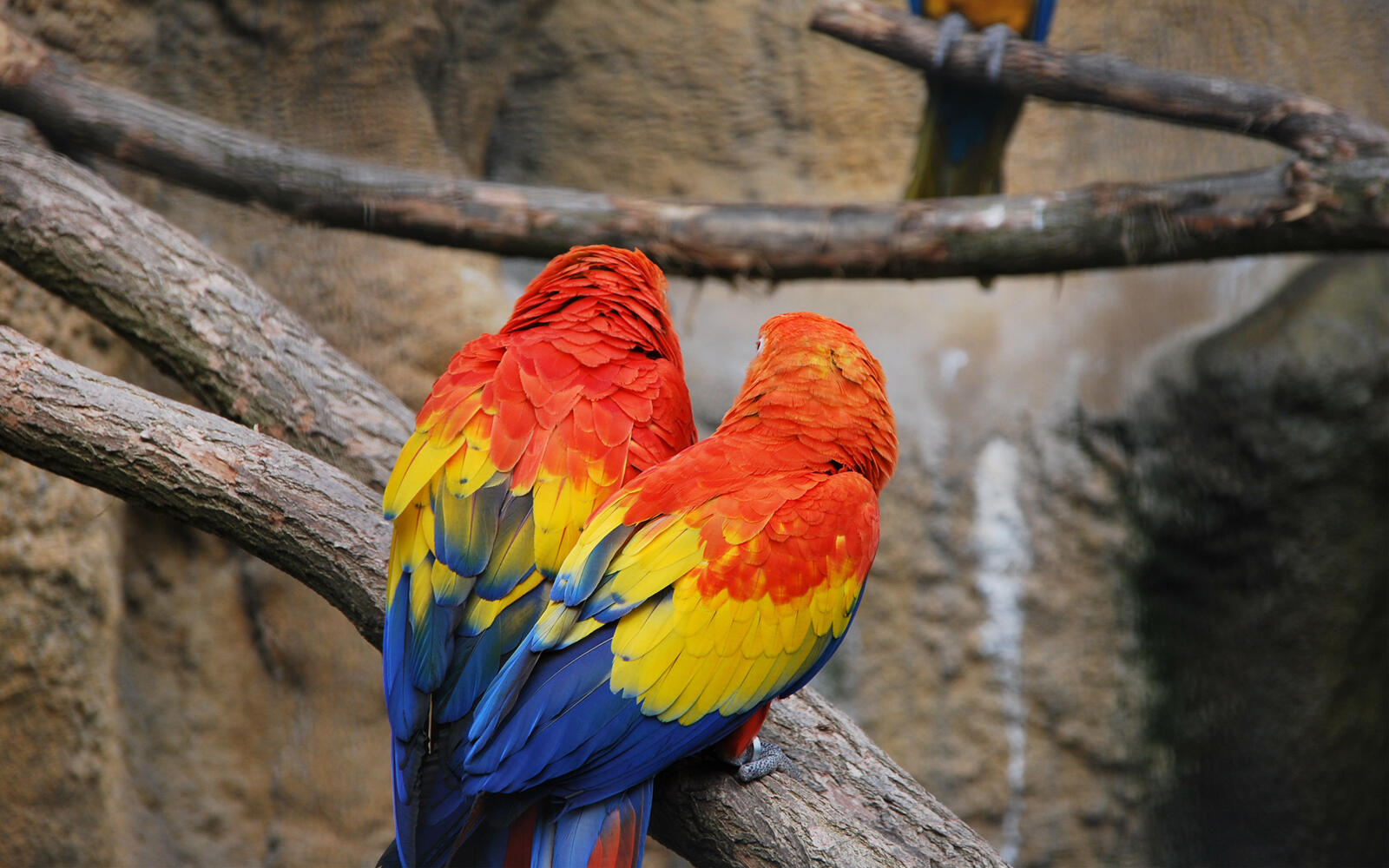 Wallpapers parrots paws wings on the desktop