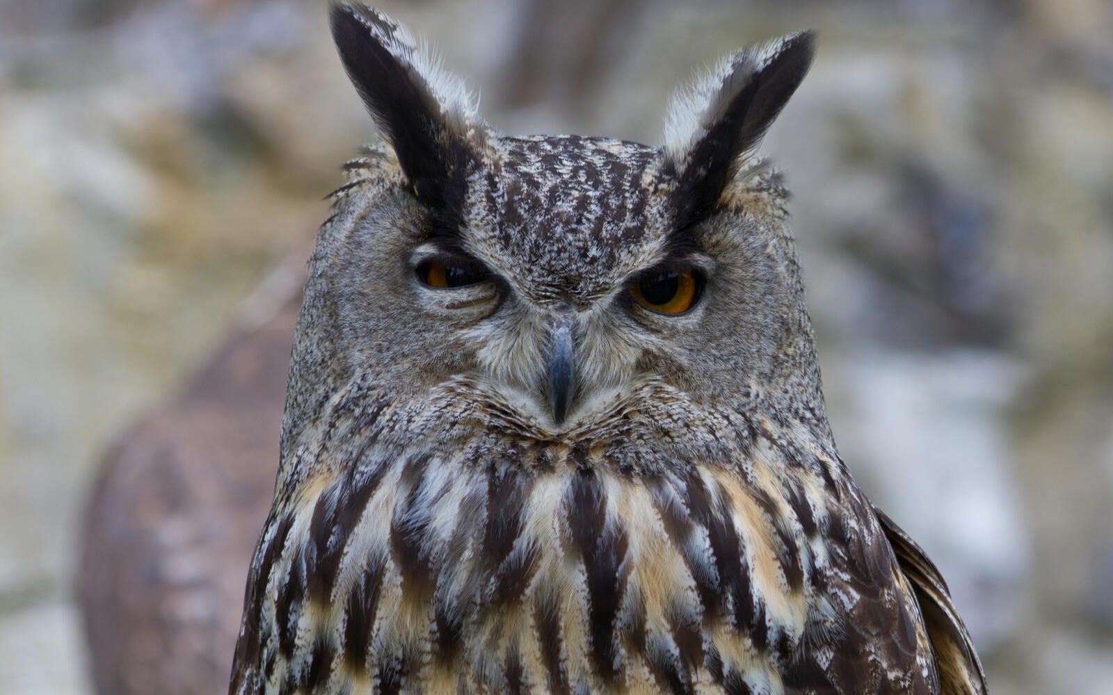 Wallpapers owl eagle owl ears on the desktop