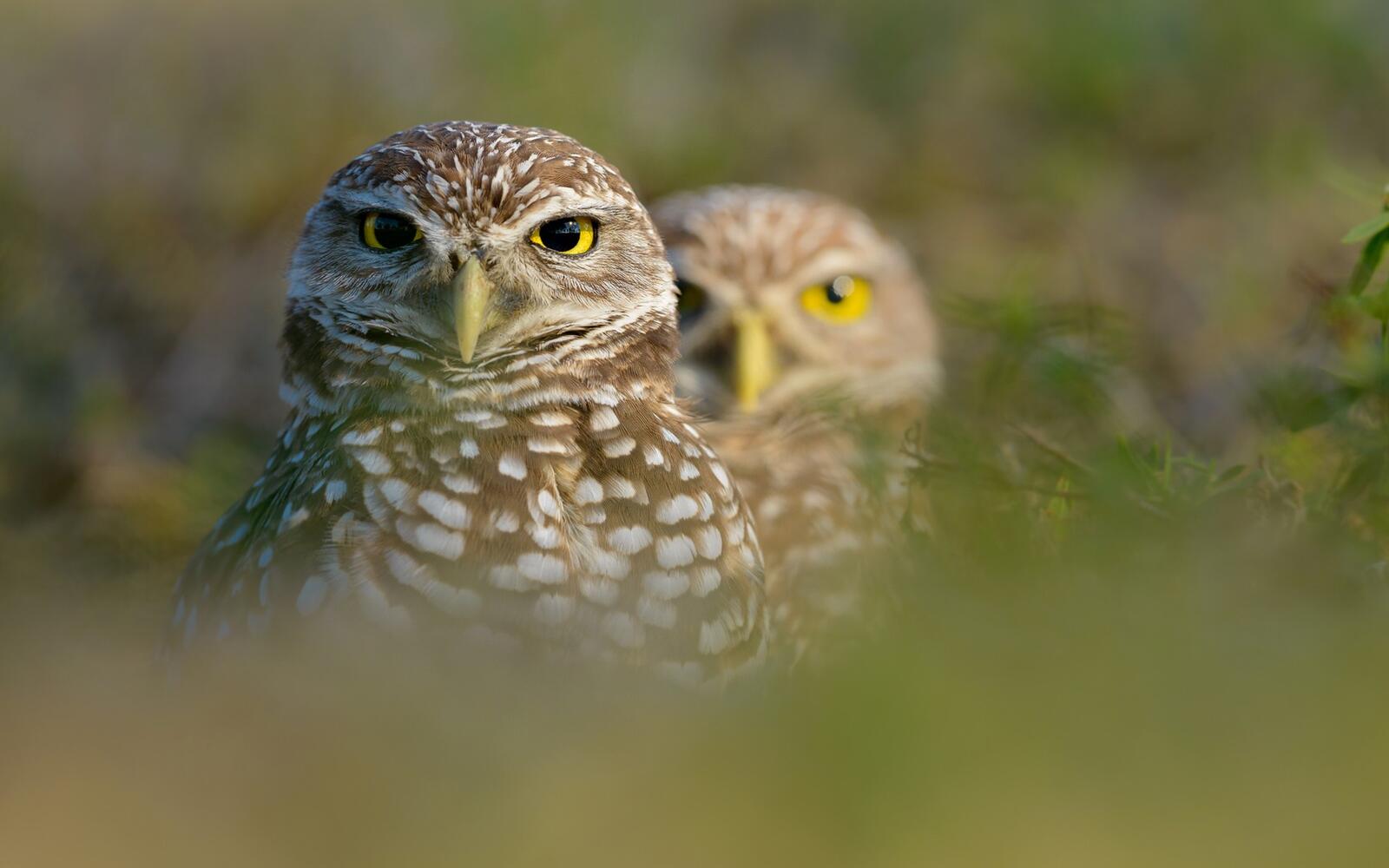 Wallpapers owls eyes yellow on the desktop