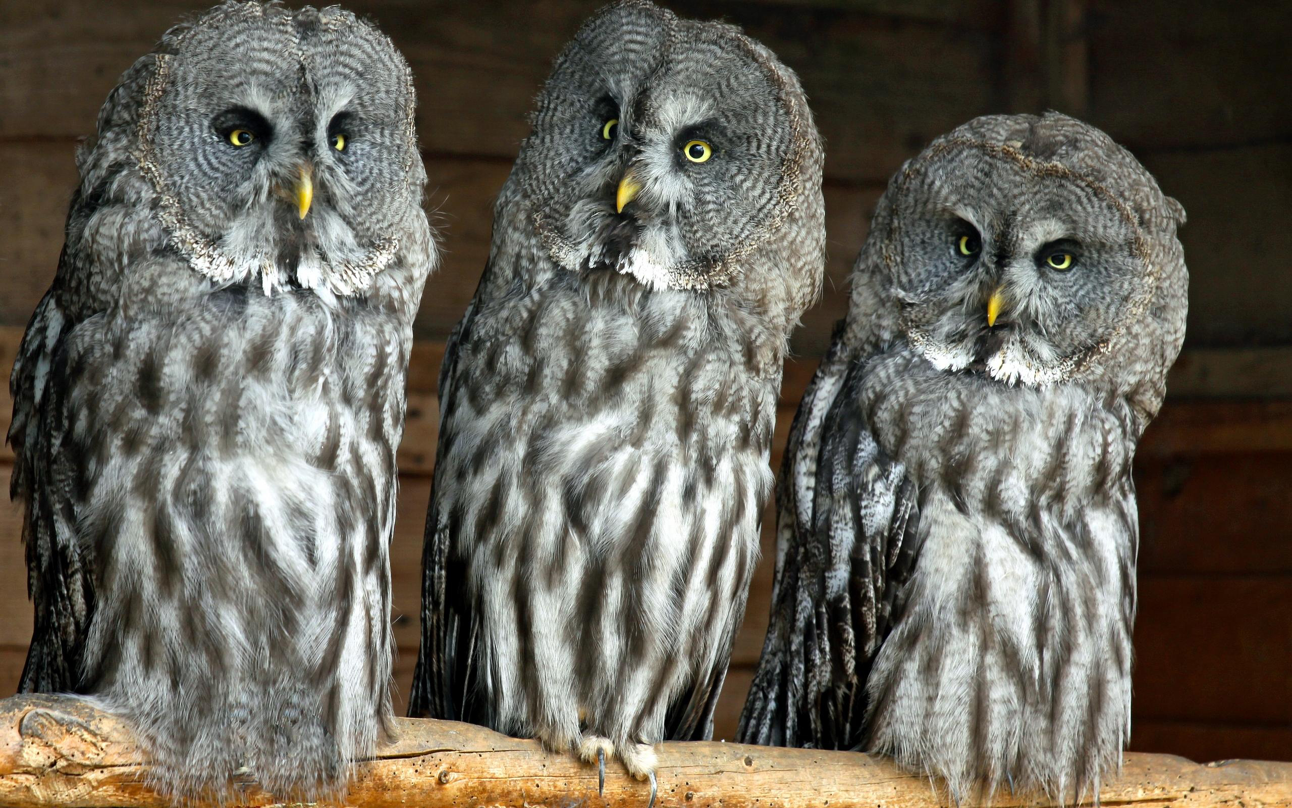 Wallpapers three owls gray on the desktop