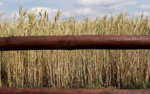Grain field behind the fence