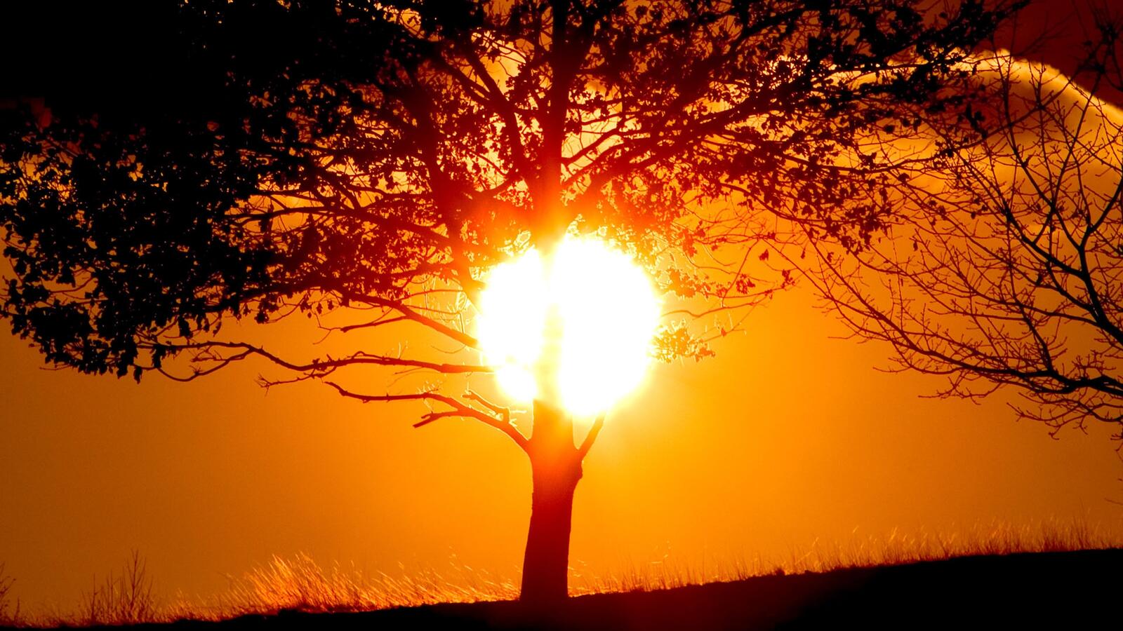 Обои закат дерево солнце на рабочий стол