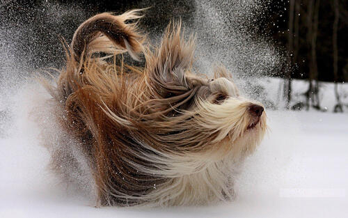 A dog with long hair running through the snow