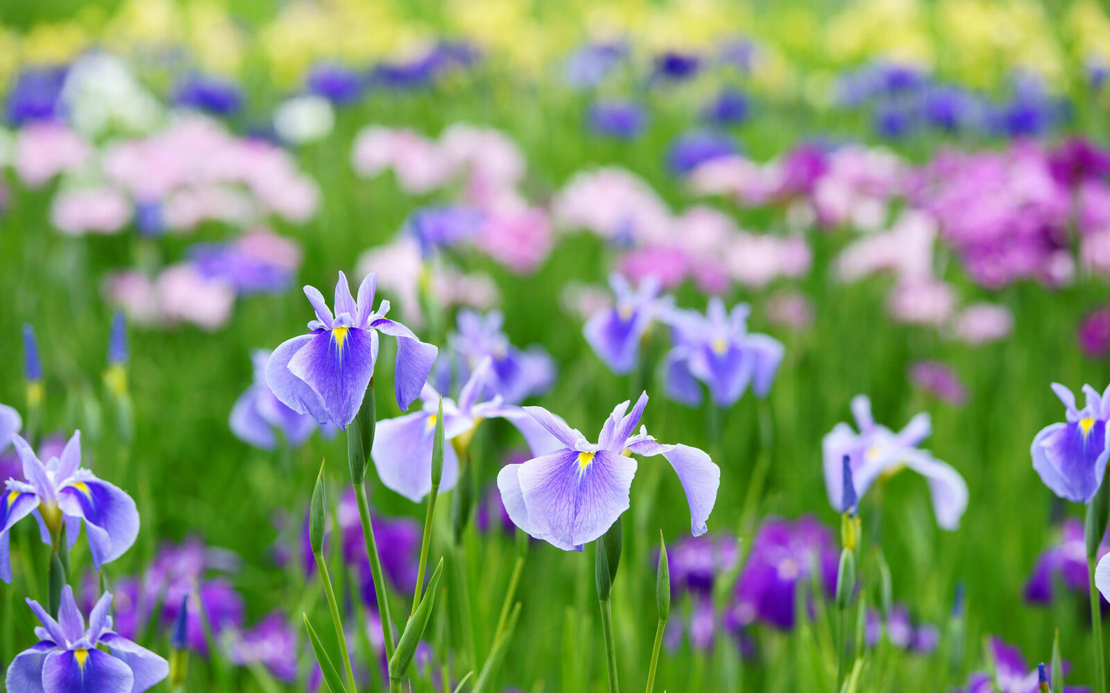 Wallpapers irises flowerbed plants on the desktop