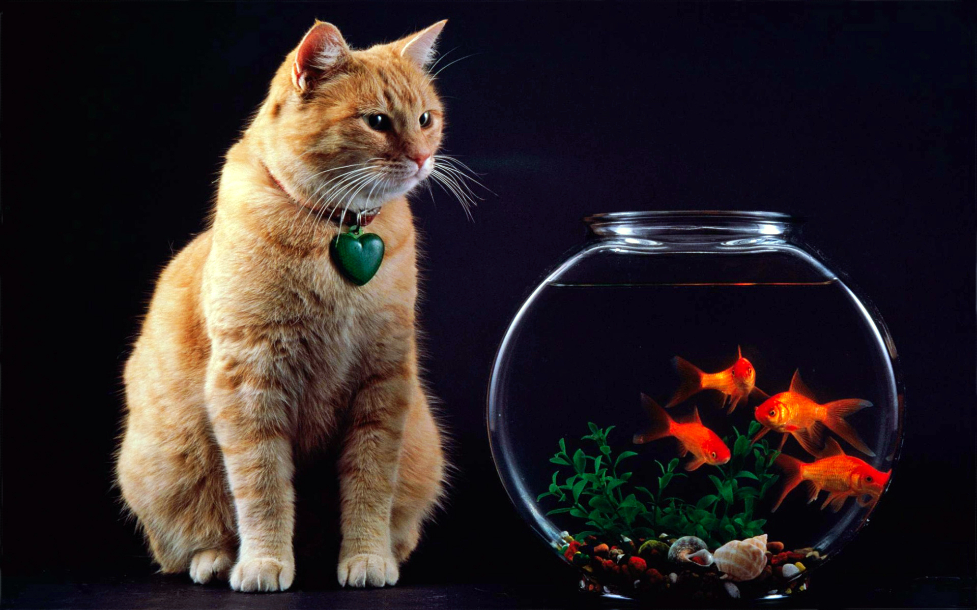 Обои кот аквариум рыбки на рабочий стол