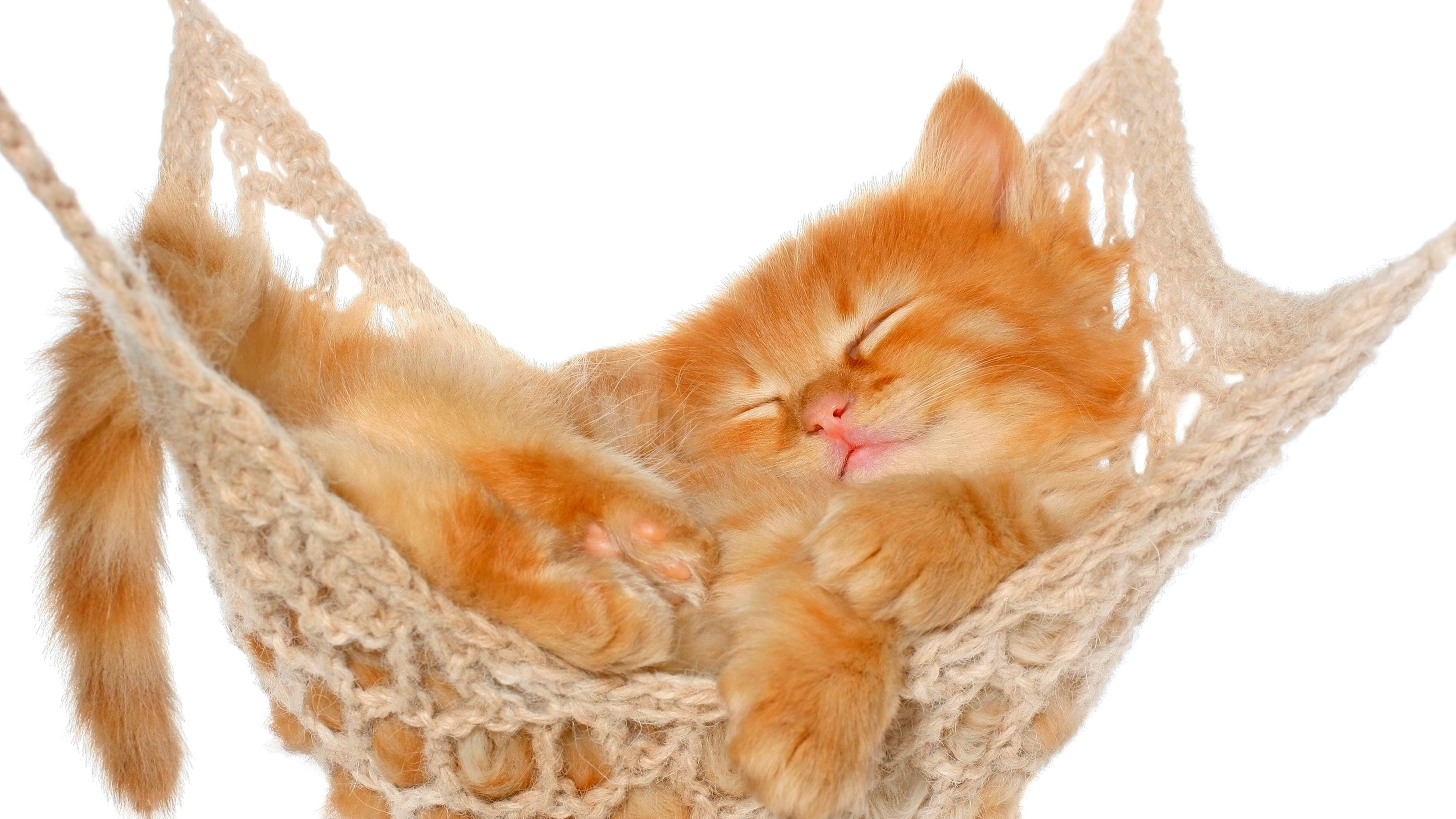 Wallpapers kitten hammock dream on the desktop