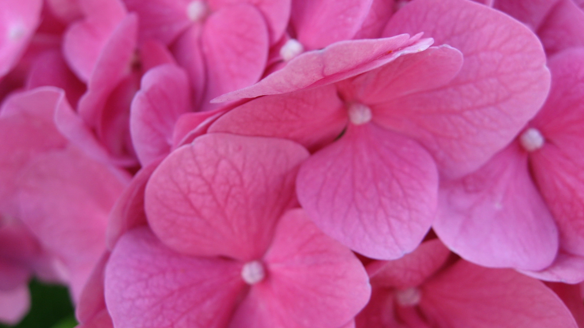 桌面上的壁纸美丽 粉红色 花瓣