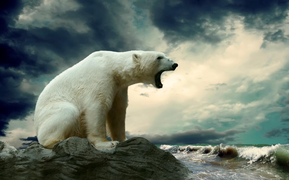 Белый медведь рычит на берегу океана