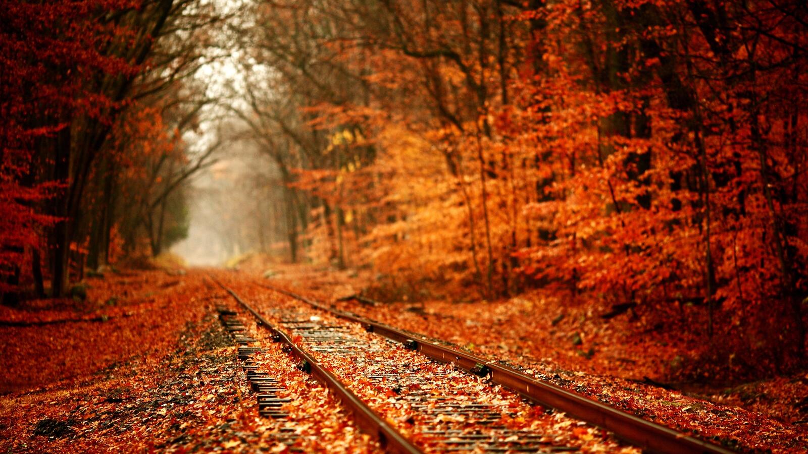 Wallpapers leaf fall road nature on the desktop