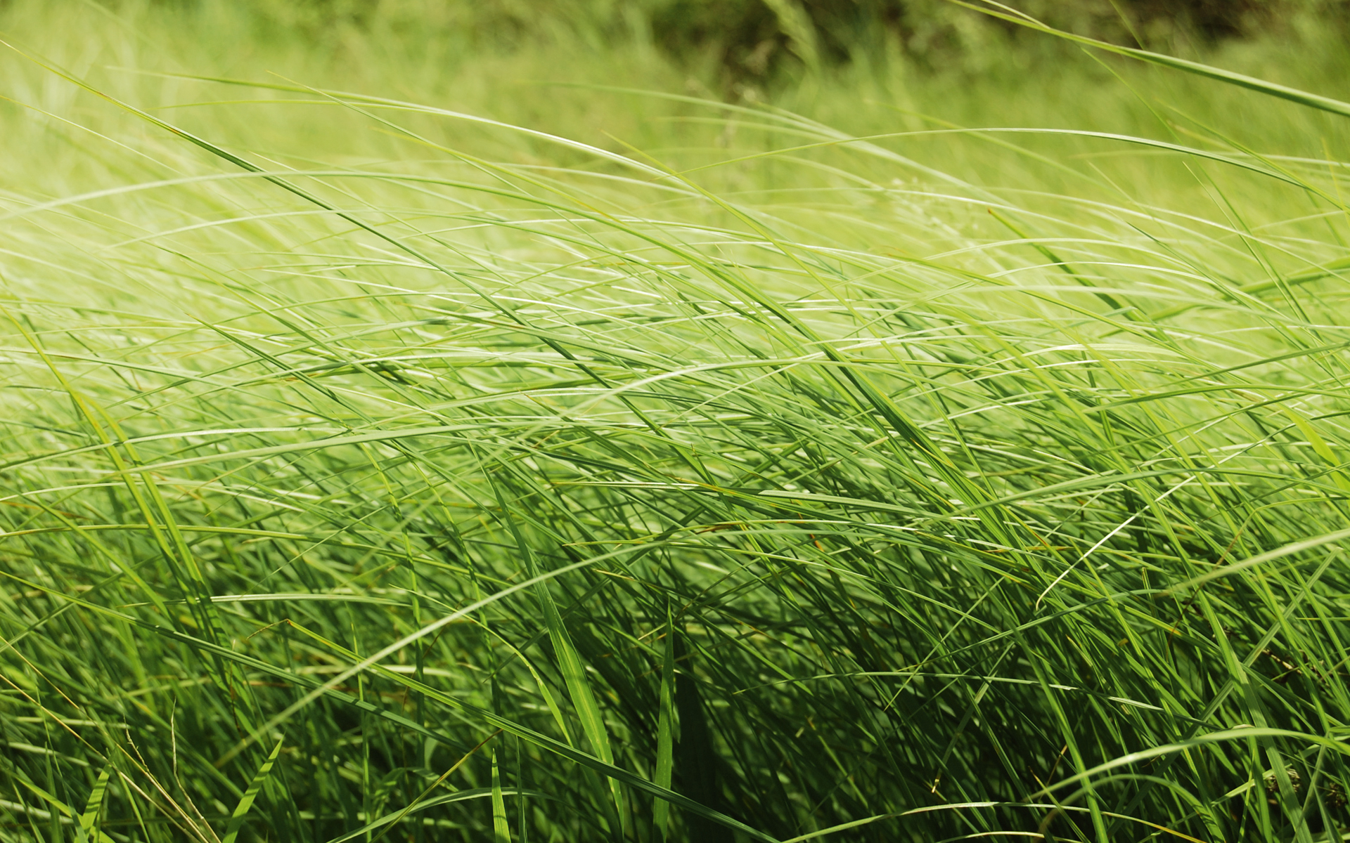 Фото бесплатно трава, зелень, лето