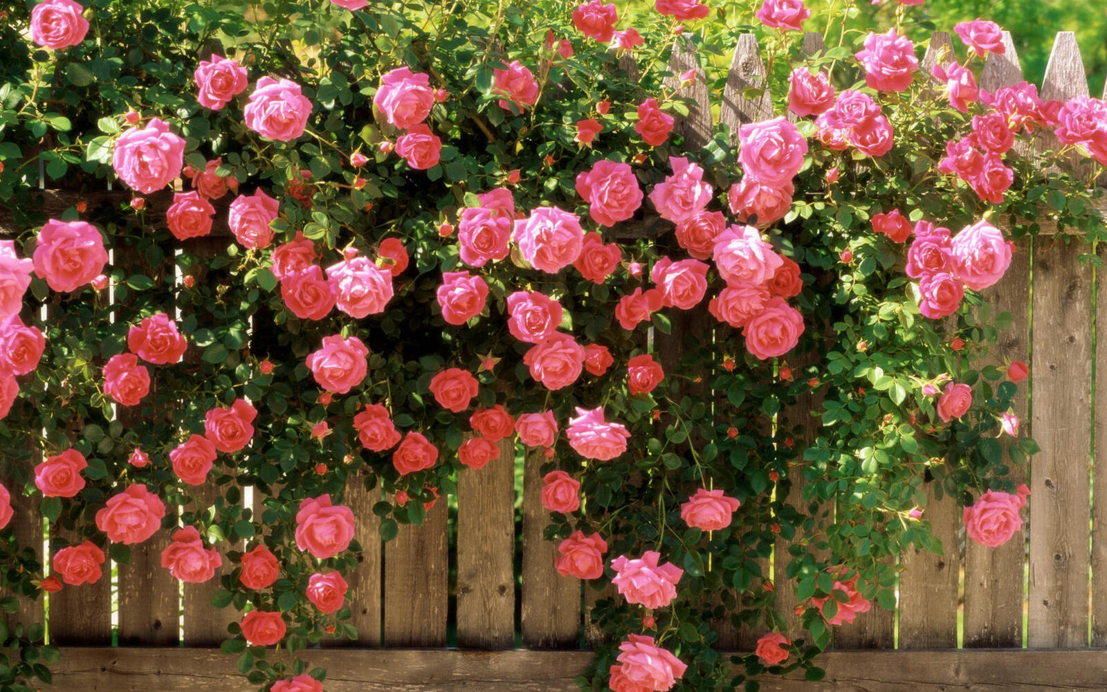 Wallpapers fence roses pink on the desktop