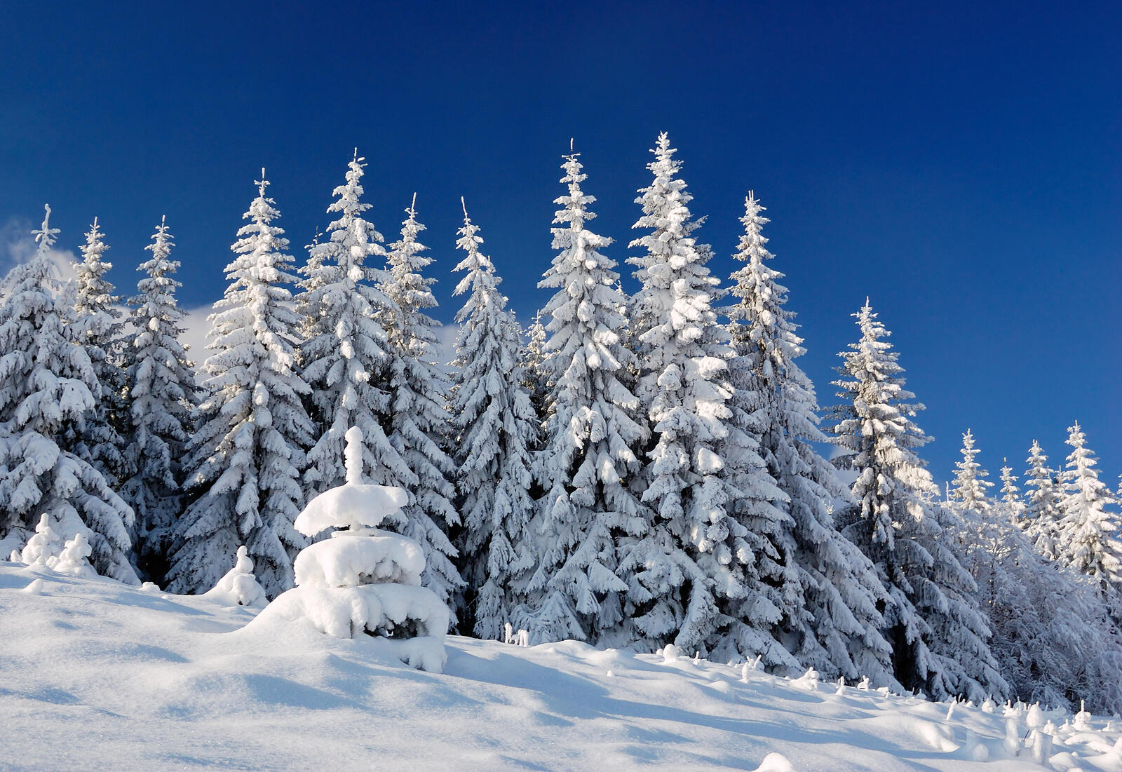 Обои деревья снег на деревьях зима на рабочий стол