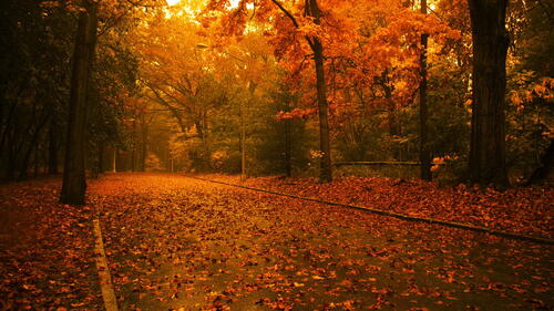 падают листья фонарь осень