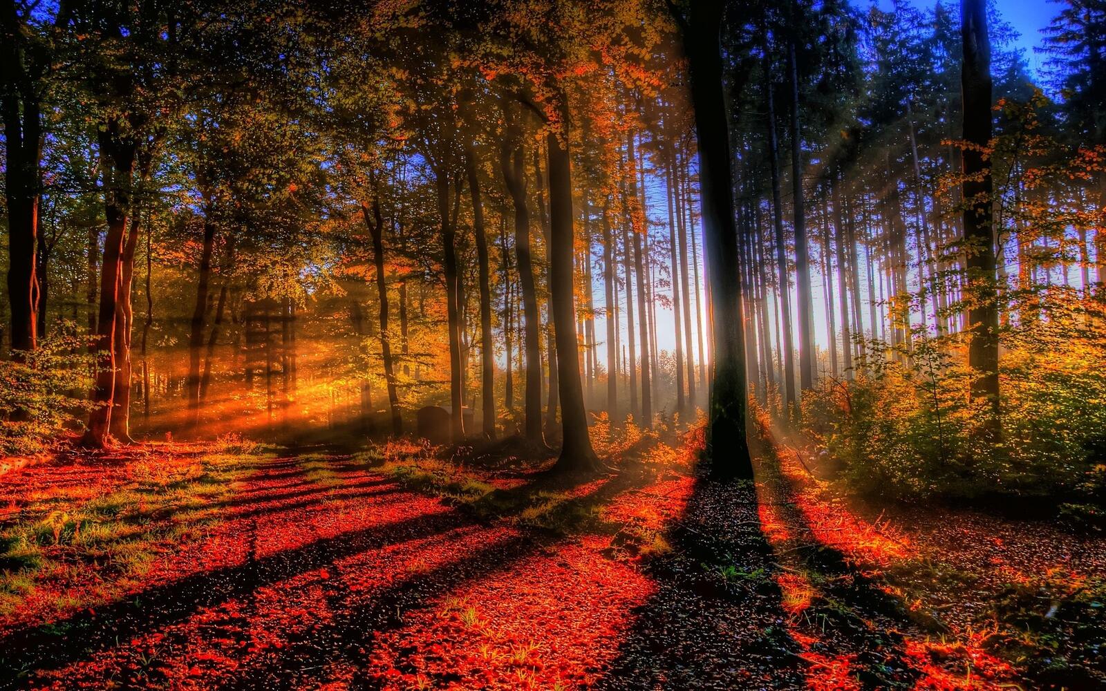 Обои лес закат осень на рабочий стол