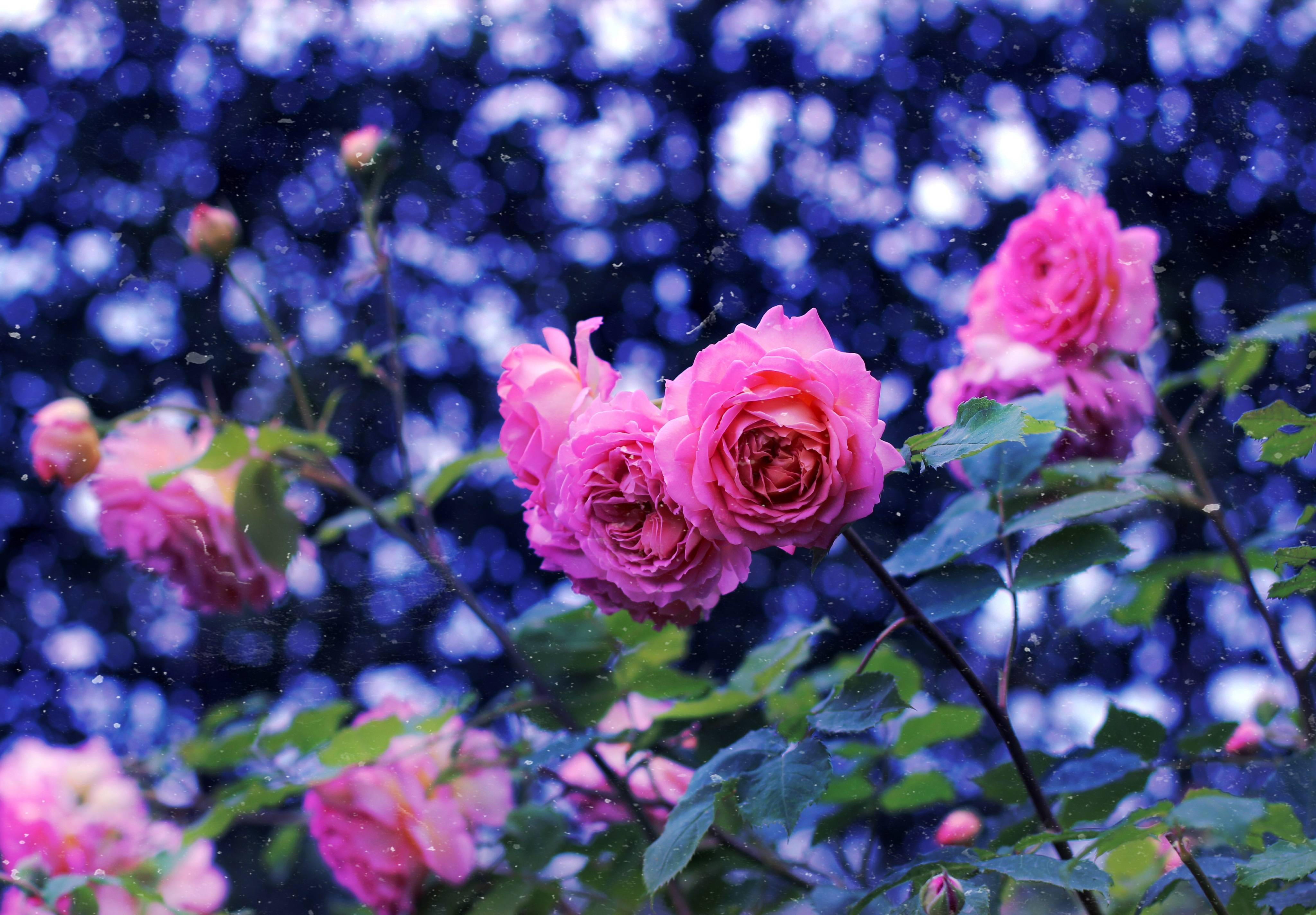 Фото бесплатно роза, маленькие цветы, цветы