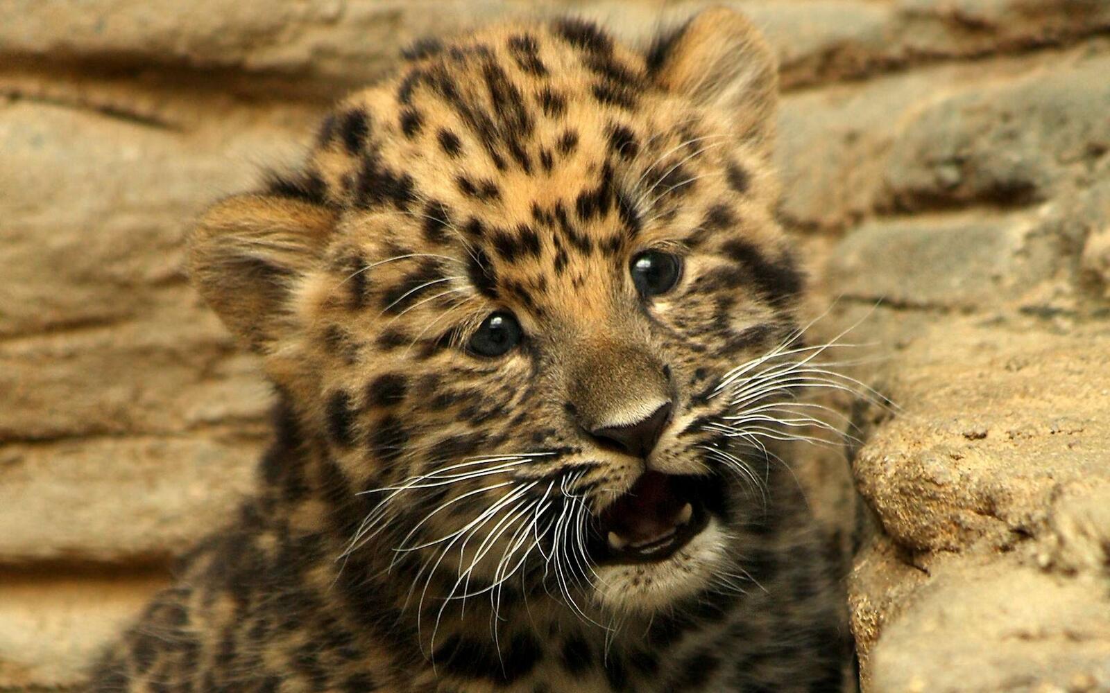 Wallpapers cheetah small cub on the desktop