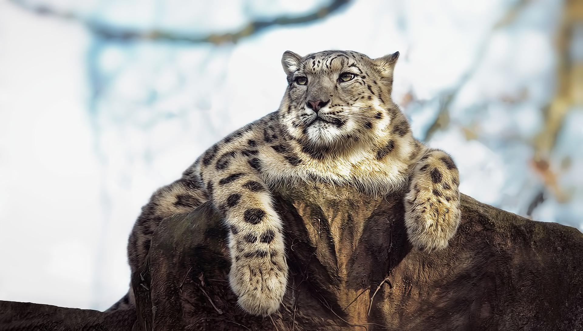 животные снежный леопард скачать