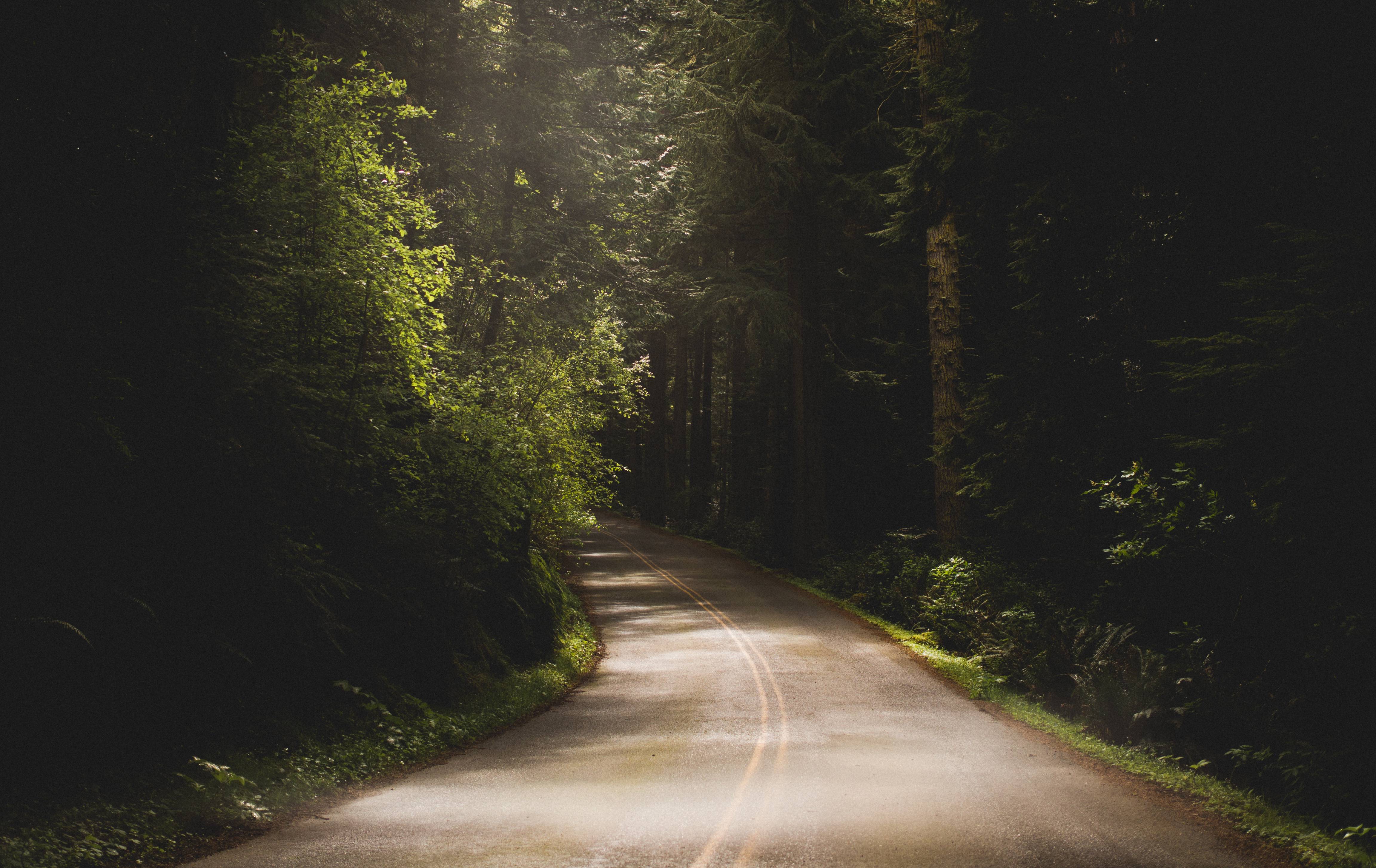 Дорога шла лес озера. Дорога в лесу. Лесная дорога. Темная Лесная дорога. Дорога вдоль леса.