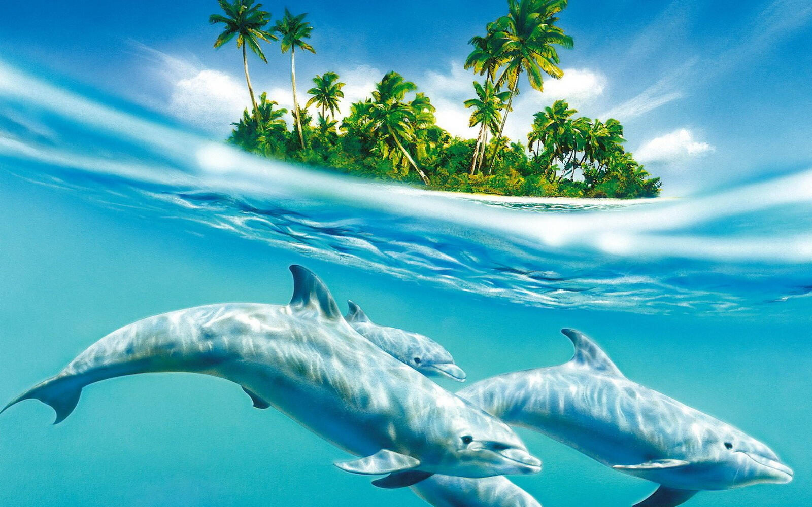 Wallpapers water ocean mammal on the desktop