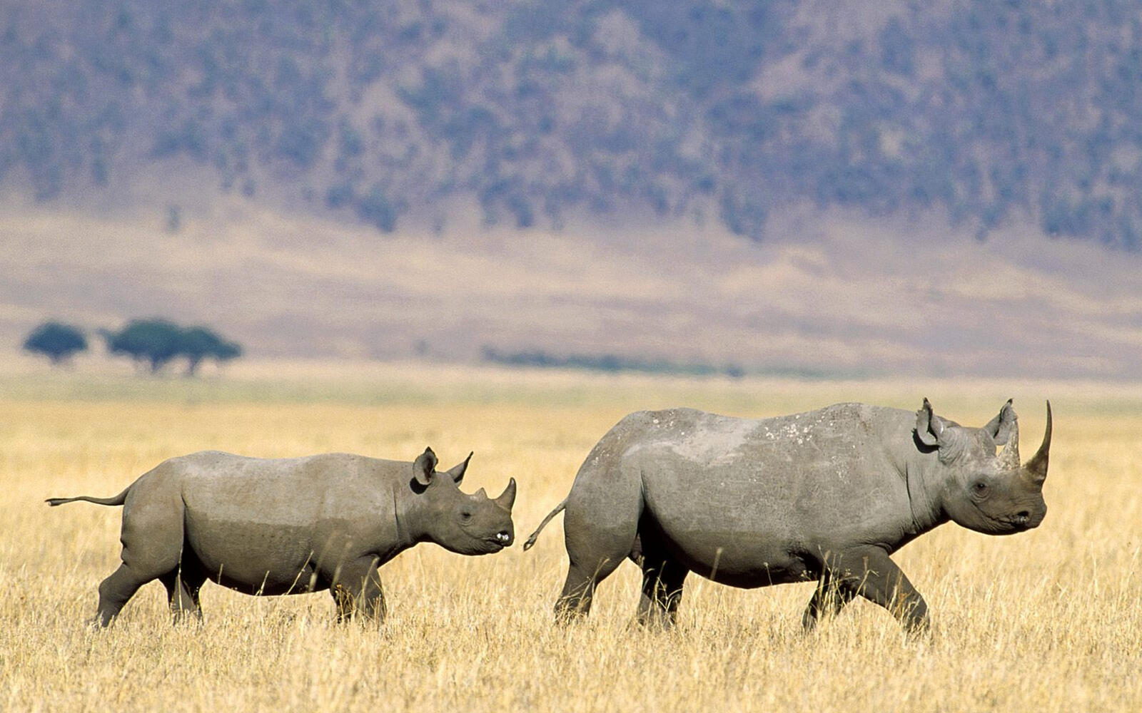 Обои носороги поле трава на рабочий стол