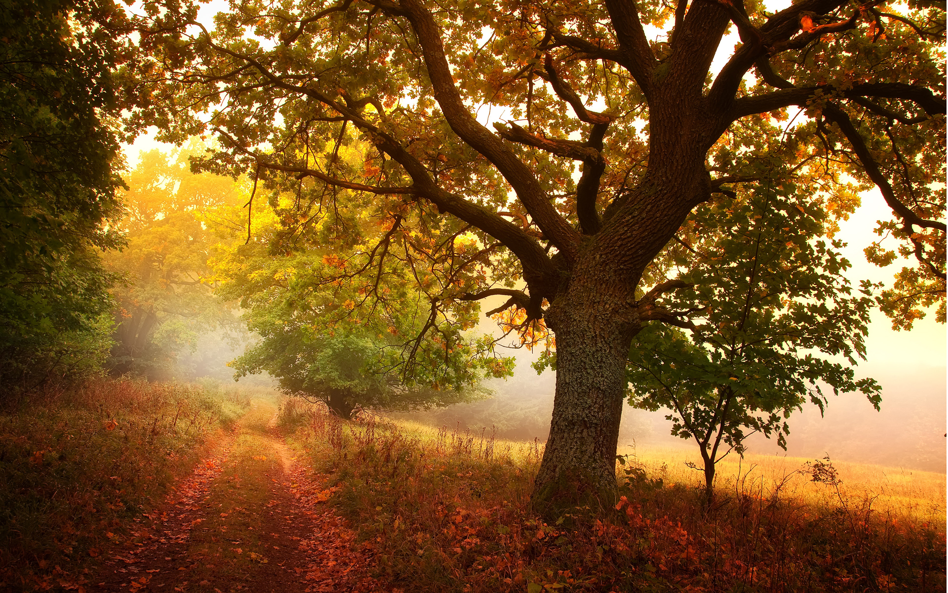 солнце лес листва осень загрузить