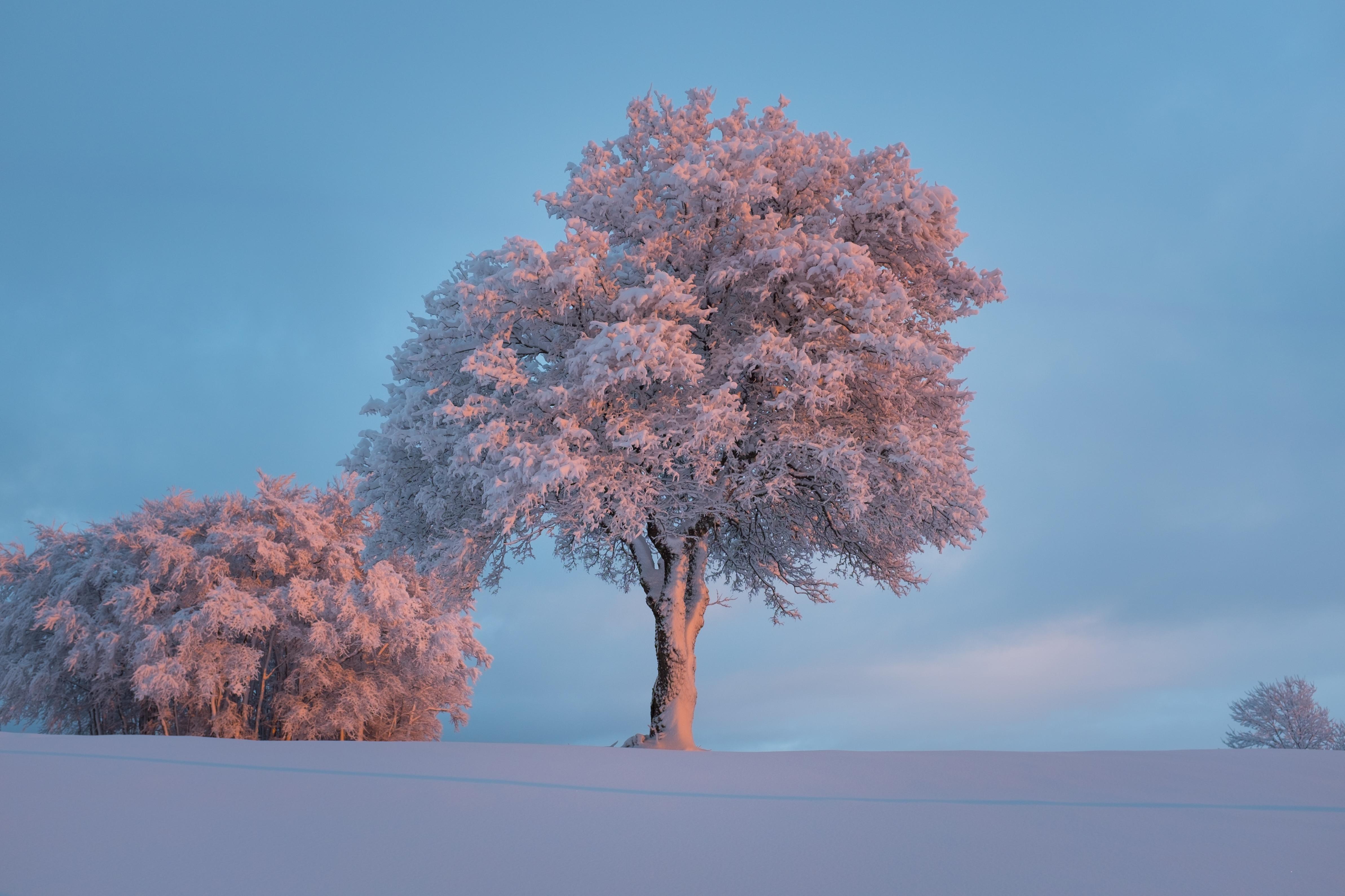 Wallpapers frost trees in the snow snowdrifts on the desktop
