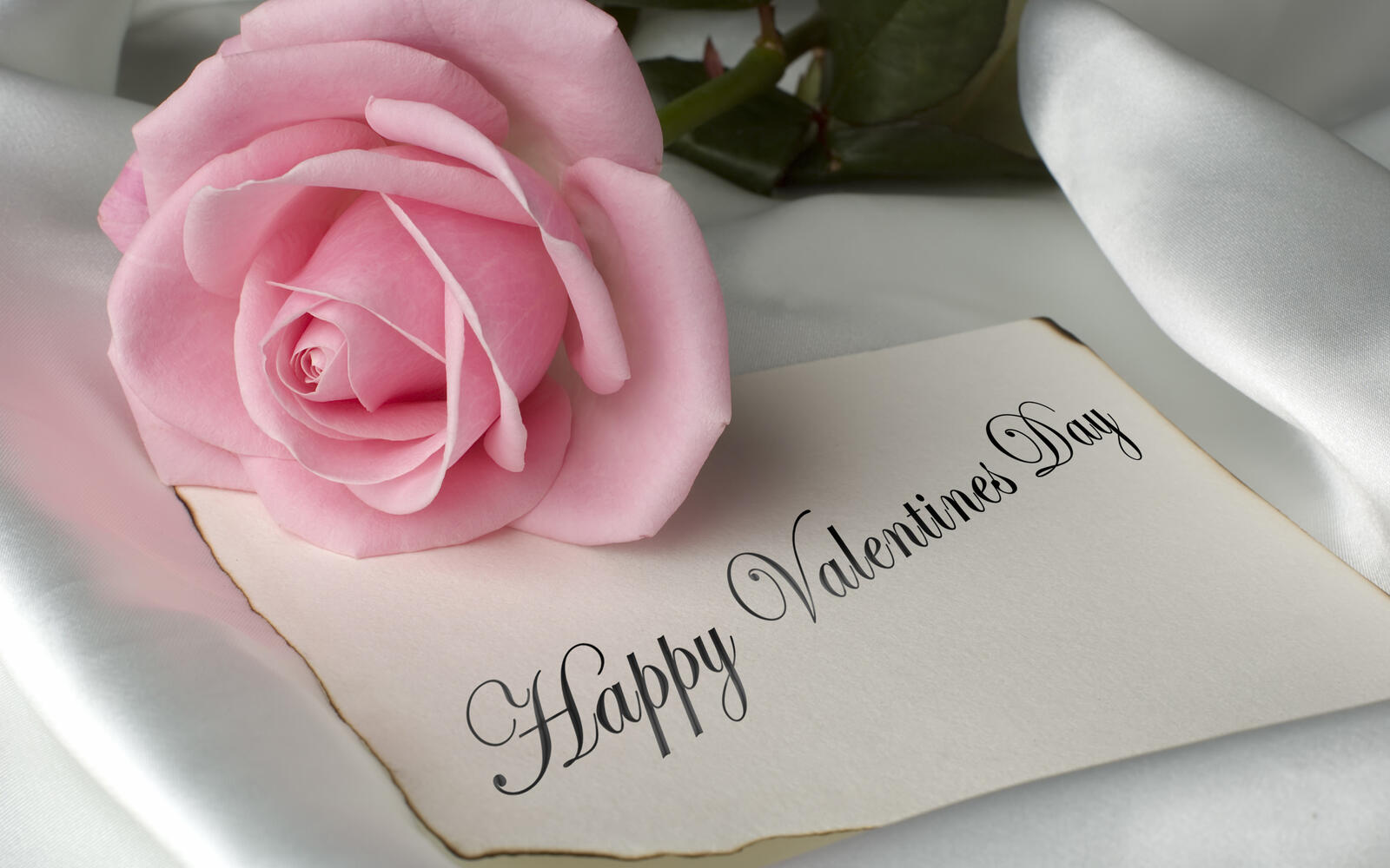 桌面上的壁纸粉红玫瑰 情人节 浪漫