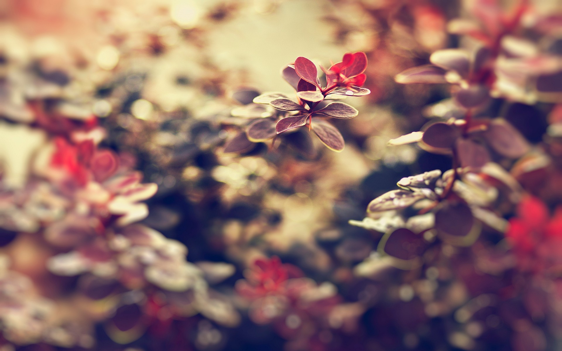 Wallpapers leaves flowers background on the desktop