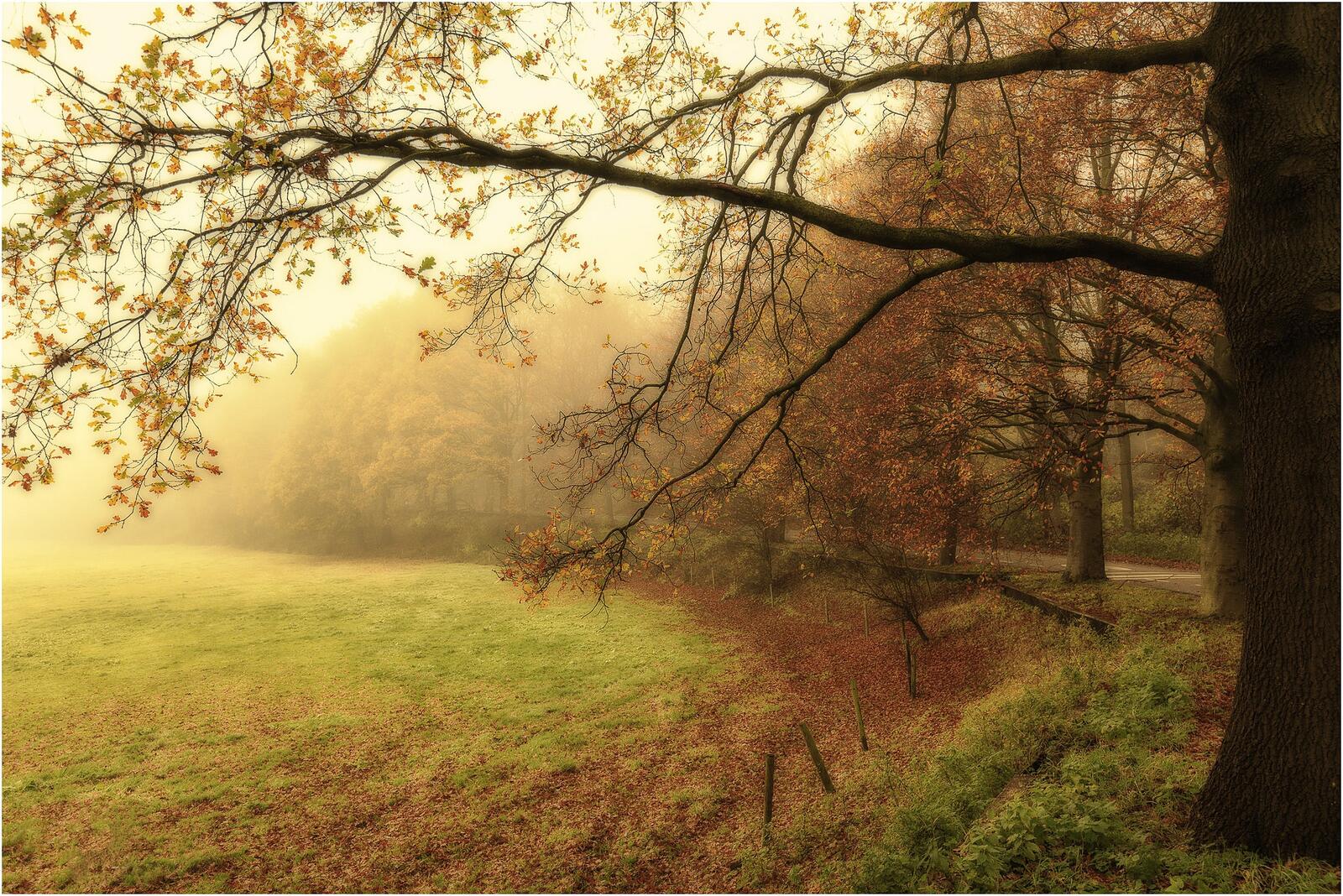 Wallpapers autumn park fog on the desktop