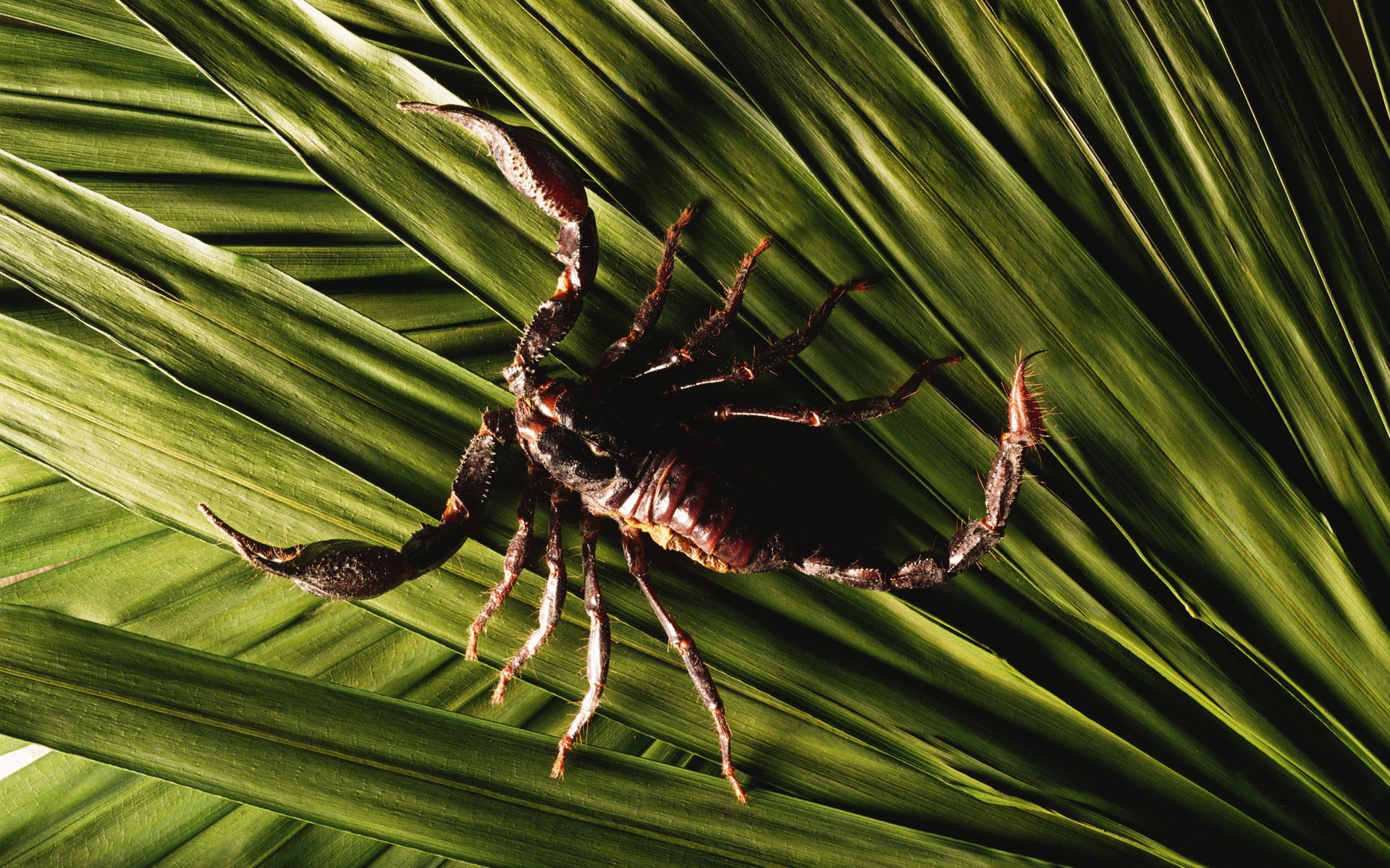 Wallpapers Scorpion stinger paws on the desktop