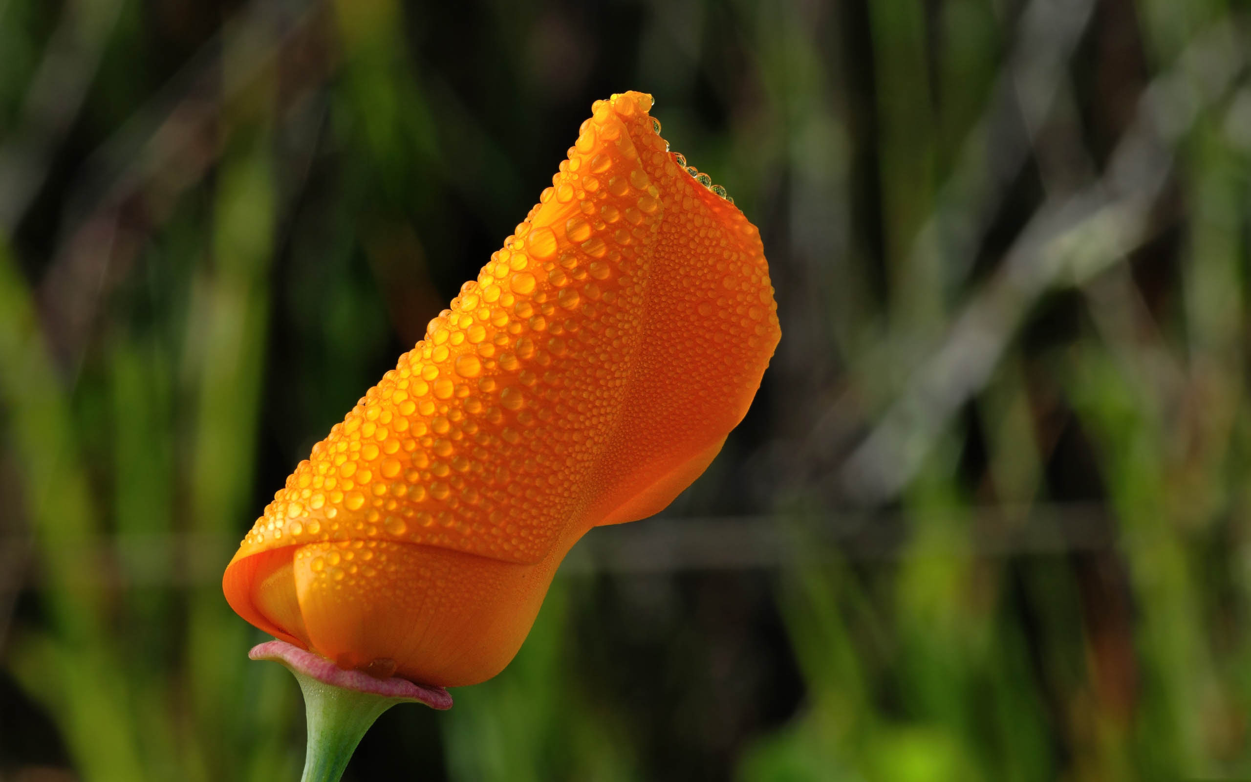 Фото бесплатно цветок, оранжевый, бутон