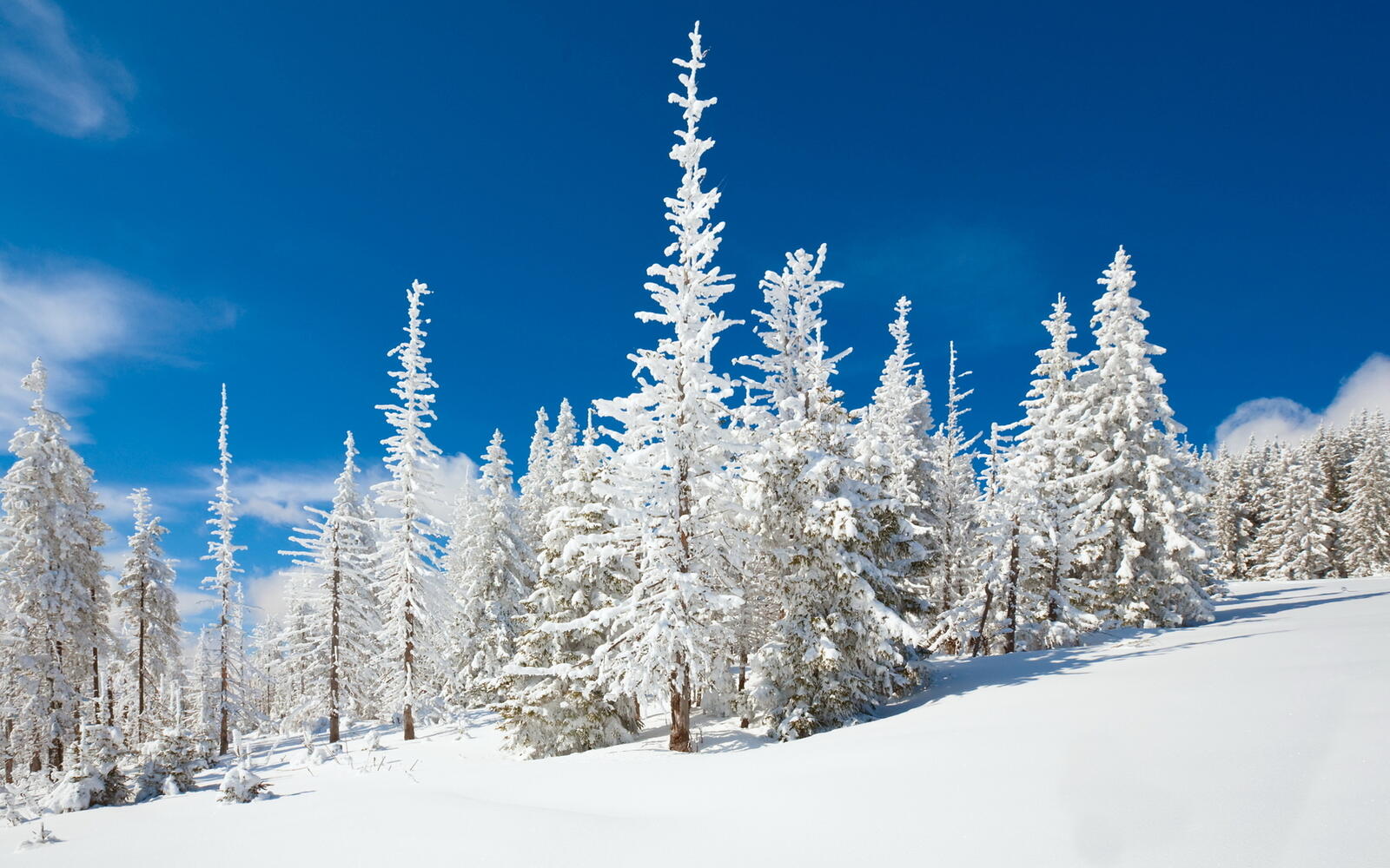 Обои зимний лес елки в снегу на рабочий стол
