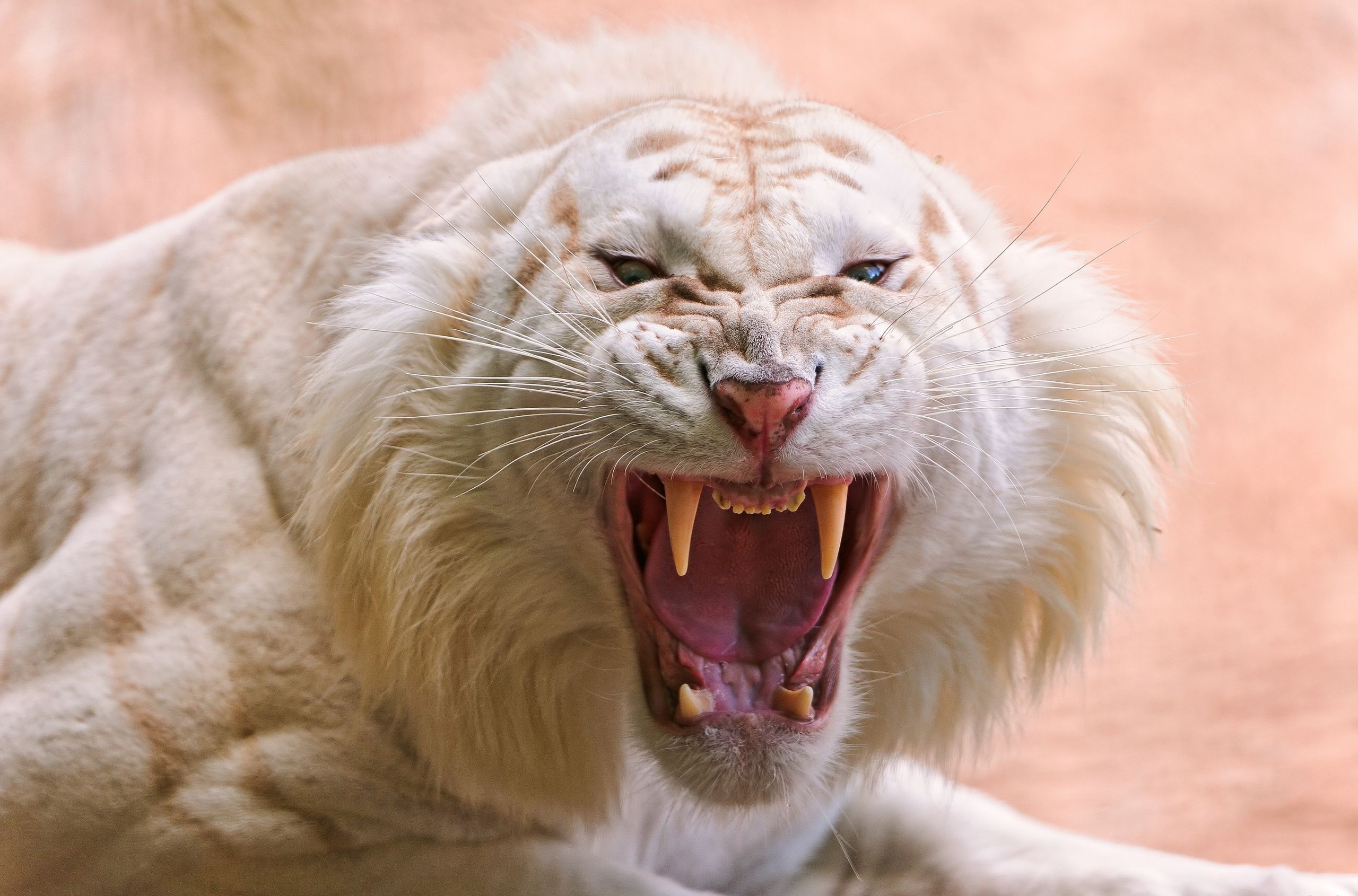 Wallpapers white tiger fangs mouth on the desktop
