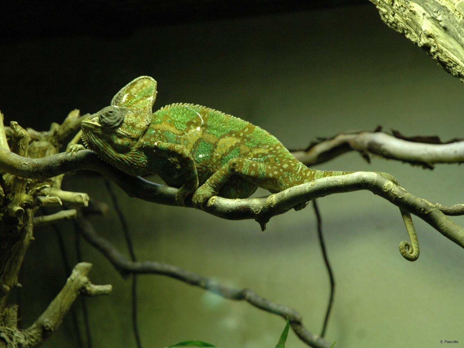 Обои хамелеон ящірка зелена на рабочий стол