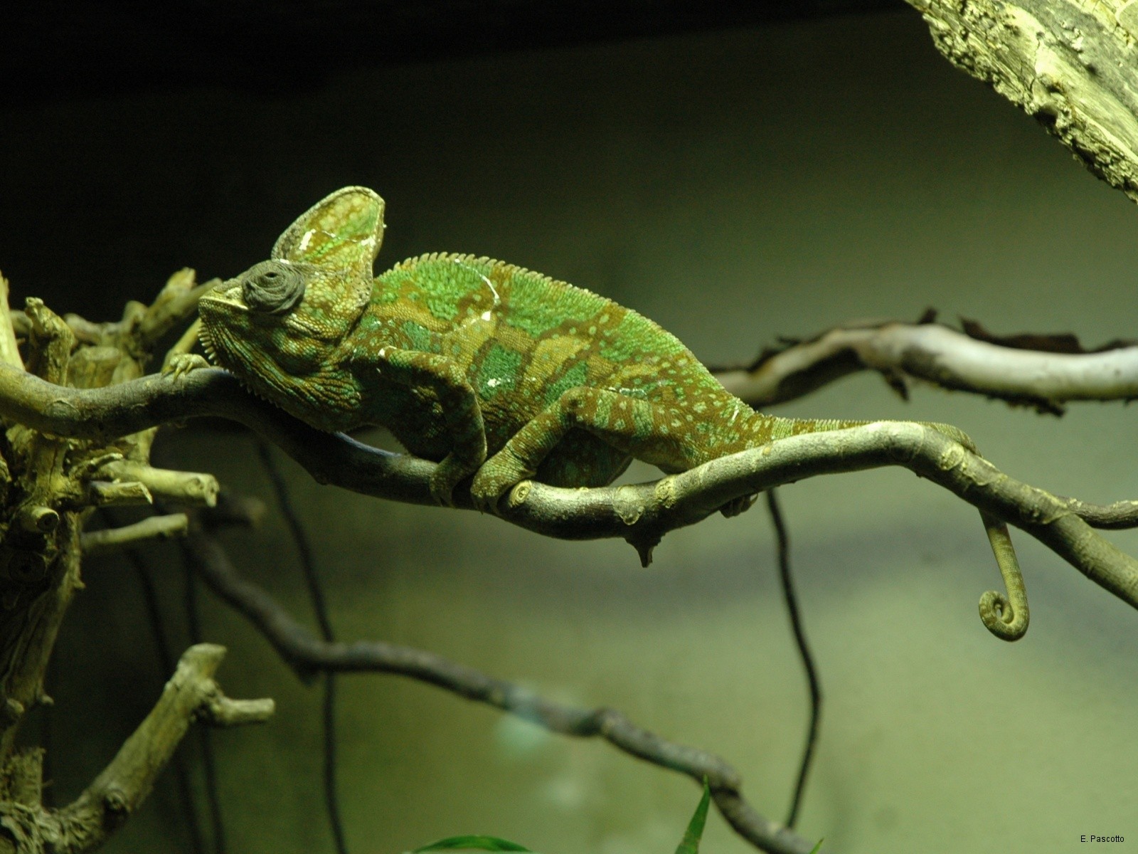Фото бесплатно хамелеон, ящірка, зелена
