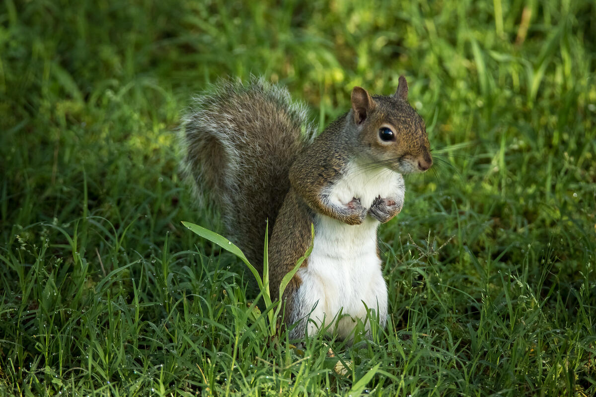 Download squirrel, a rodent with a photo of the site fonwall