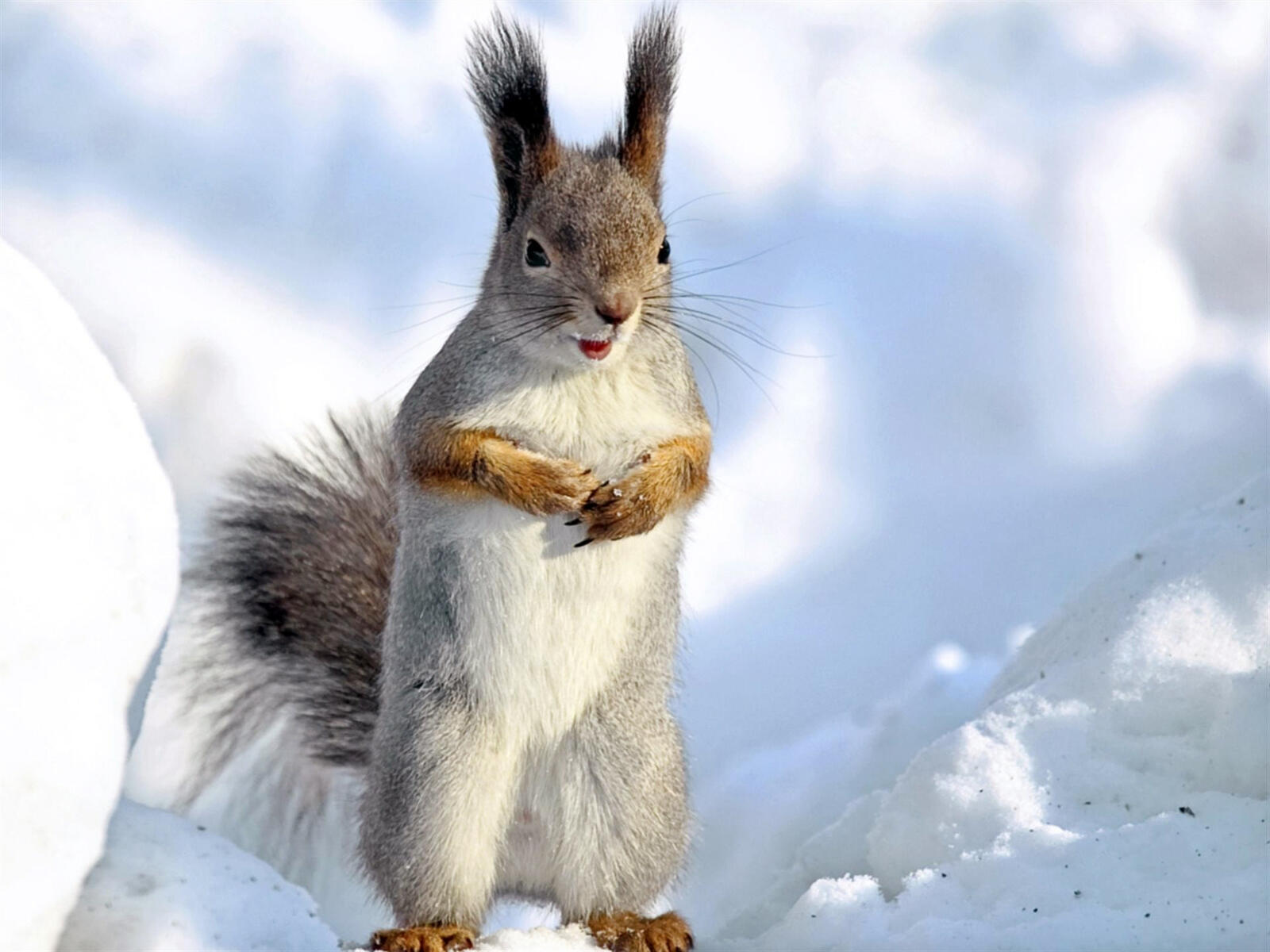 Wallpapers squirrel snow drifts on the desktop