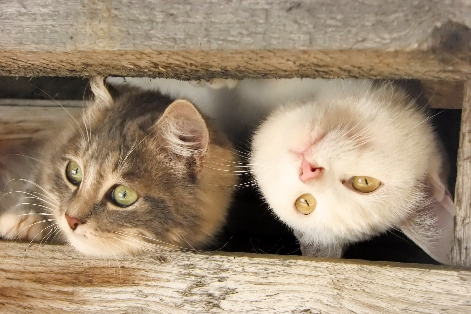 Фото бесплатно два котенка, взгляд, кошки