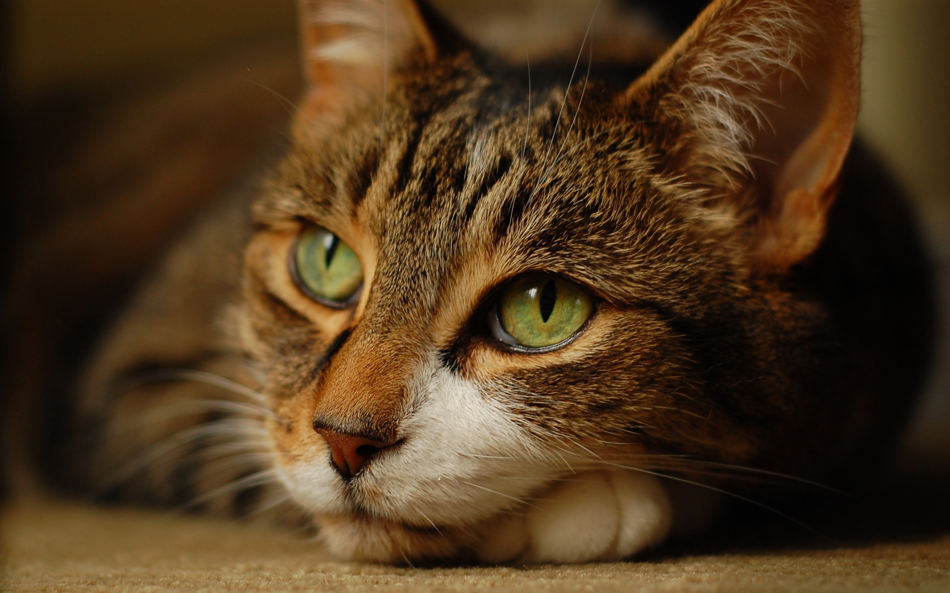 Фото бесплатно кот, красивый, глаза