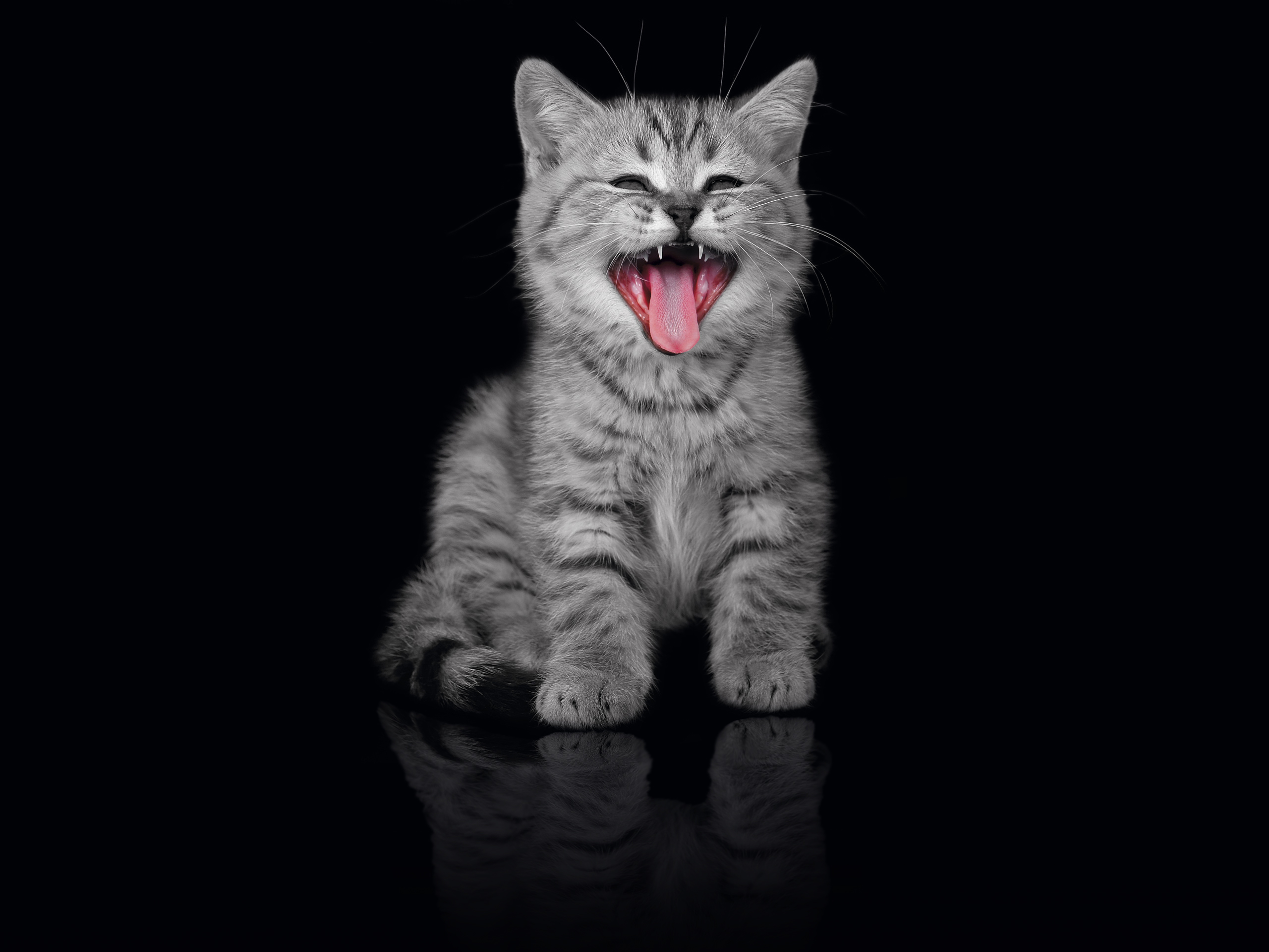 Wallpapers kitten gray meows on the desktop