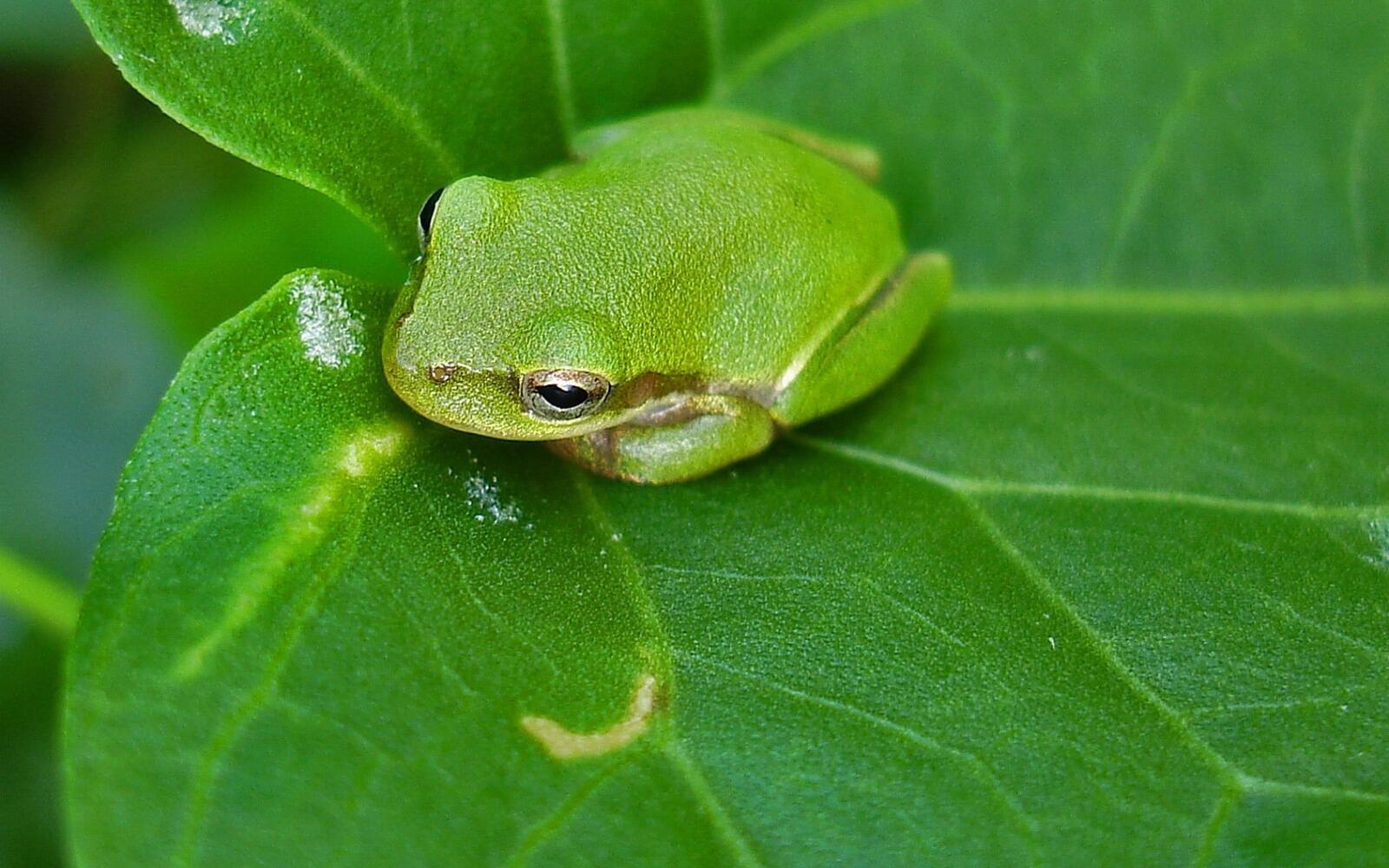 Wallpapers frog paws animals on the desktop