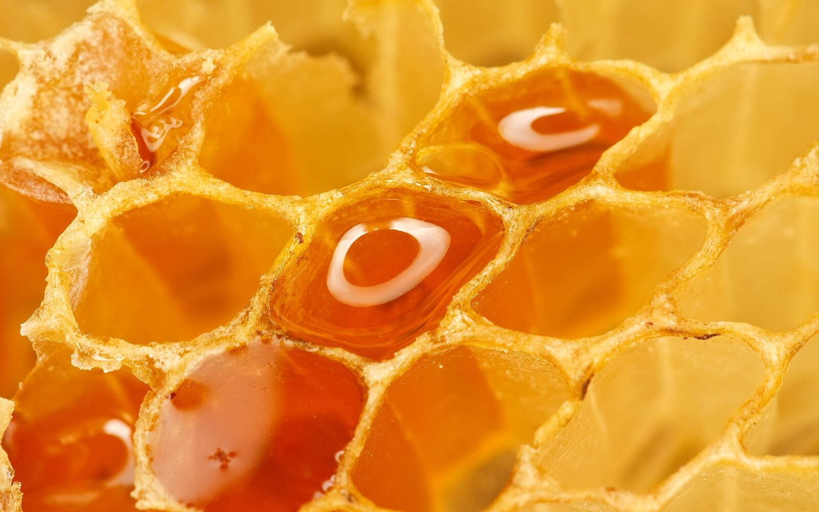 Wallpapers honey fresh honeycomb on the desktop